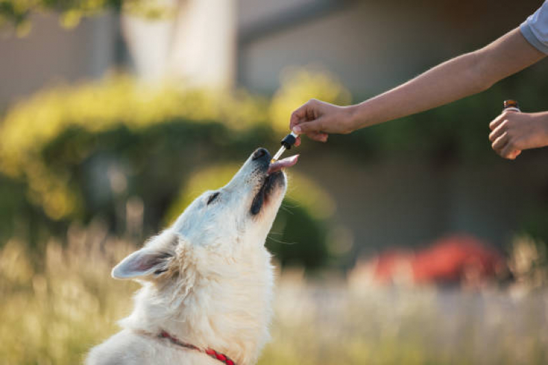 Homeopatia para Pets Tratamento Sh Arniqueiras - Homeopatia para Cães