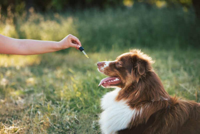 Homeopatia Veterinária para Alergia Tratamento Eixo Rodoviário Leste - Homeopatia para Cachorros