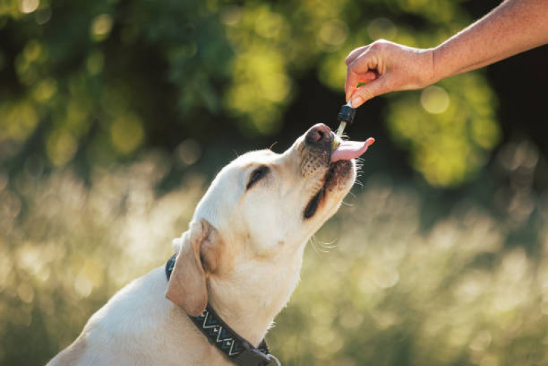 Homeopatia Veterinária para Alergia Eixo Rodoviário Norte - Homeopatia para Cães