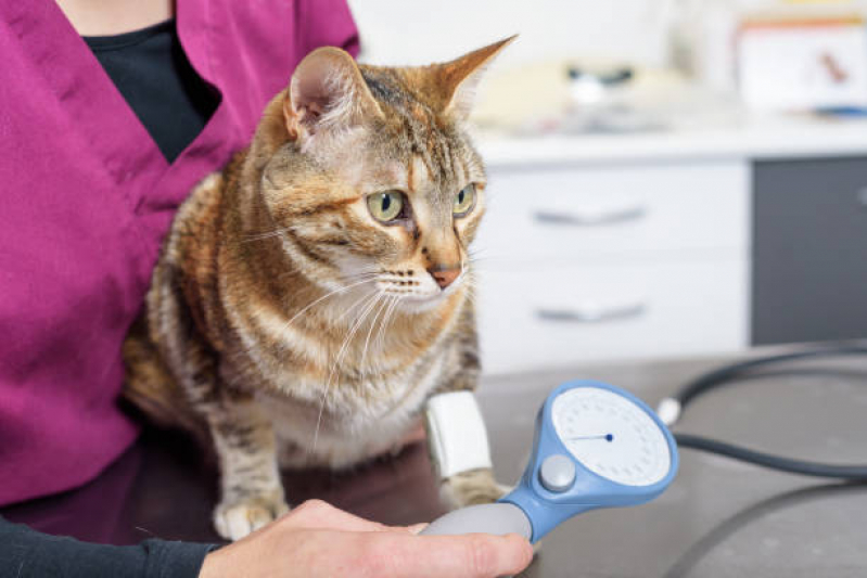 Medicina Integrativa Animal Setor de Clubes Norte - Medicina Integrativa para Gatos