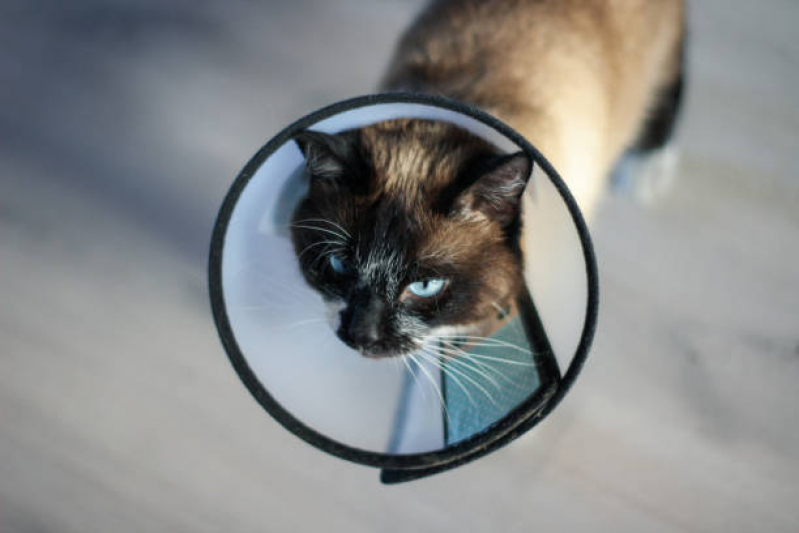 Medicina Integrativa Gatos Clínica Metropolitana Núcleo Bandeira - Medicina Integrativa para Cães