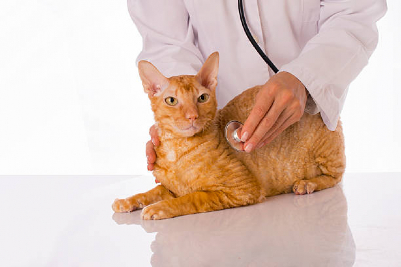 Medicina Integrativa para Cachorros Clínica Lado Norte - Medicina Integrativa para Gatos