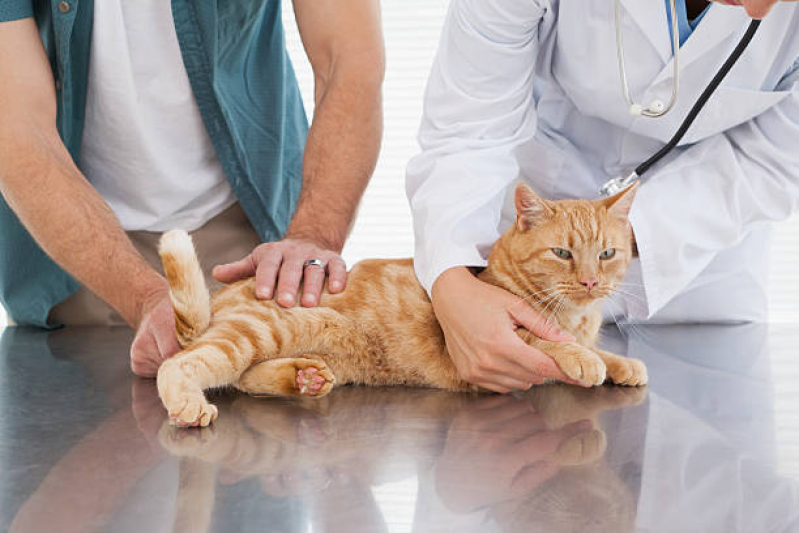 Medicina Integrativa para Cães e Gatos Distrito Federal - Medicina Integrativa Animal
