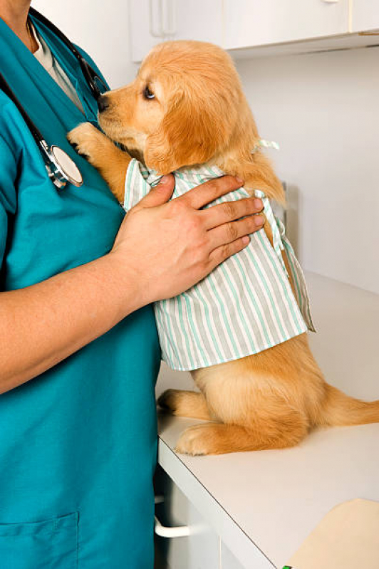 Medicina Integrativa para Pet Clínica Setor de Clubes Sul - Medicina Integrativa para Cachorros