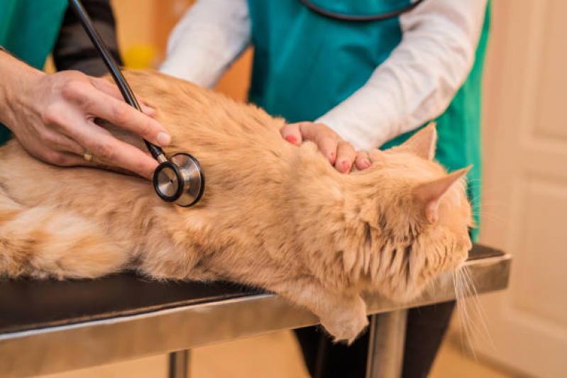 Medicina Integrativa Veterinária Sobradinho - Medicina Integrativa para Cachorros e Gatos