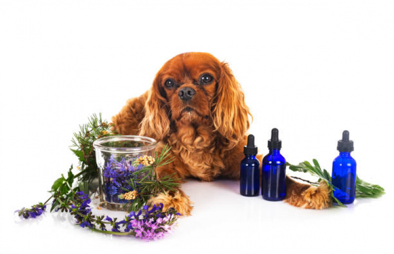 Naturopatia Cachorro Agendar Plano Piloto - Naturopatia para Cachorros