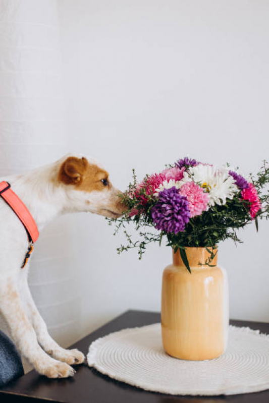 Naturopatia Gatos e Cachorros Condomínio Solar de Brasília - Naturopatia para Cachorros