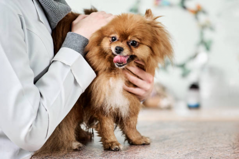 Naturopatia para Cachorros PARQUE TECNOLOGICO DE BRASILIA GRANJA DO TORT - Naturopatia para Cachorro