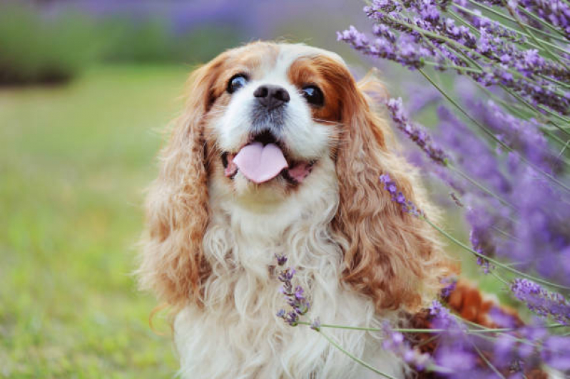 Naturopatia para Cães Agendar BIOTIC - Naturopatia para Pet