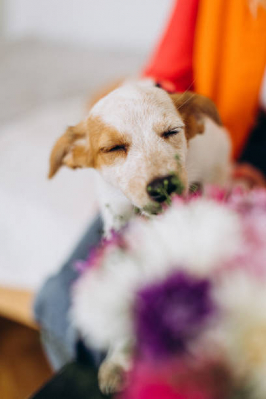 Naturopatia para Gatos Agendar Norte Águas Claras - Naturopatia para Cachorros