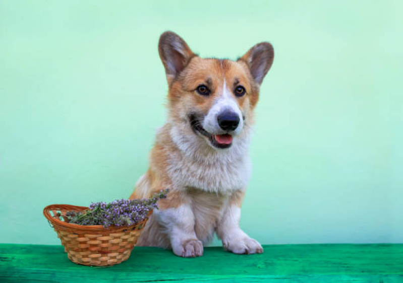 Naturopatia para Pet Agendar SHTS Setor Hoteleiro Sul - Naturopatia para Animais Brasília