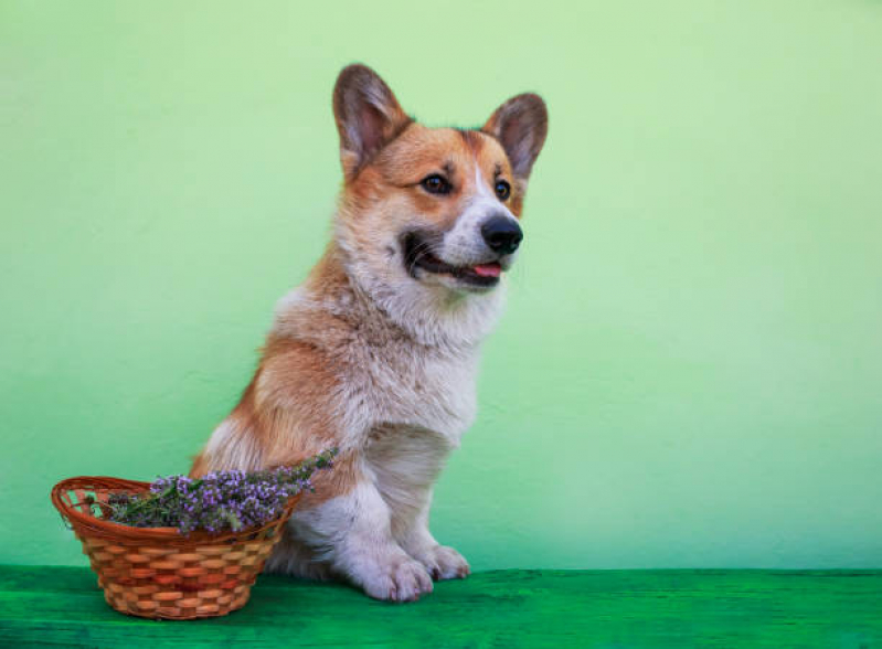 Naturopatia para Pet EPNA Estrada Parque das Nações - Naturopatia para Cachorro