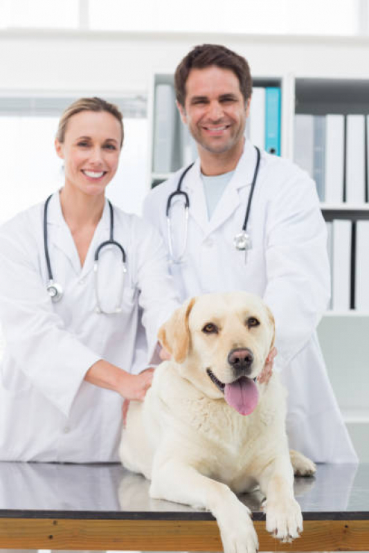 Neurologia Cachorros PARQUE TECNOLOGICO DE BRASILIA GRANJA DO TORT - Neurologia para Gato