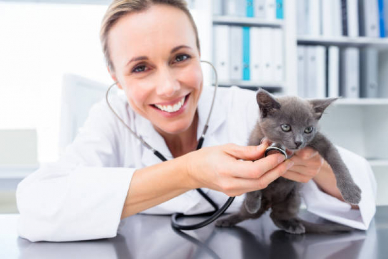 Neurologia para Animais Clínica Sobradinho - Neurologia para Gatos