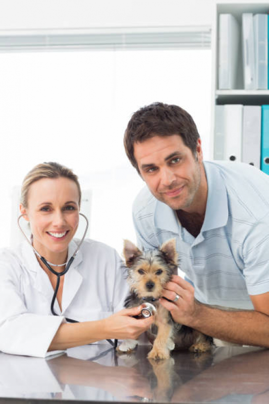 Neurologia para Cachorro Clínica Vicente Pires - Neurologia para Pet Asa Norte