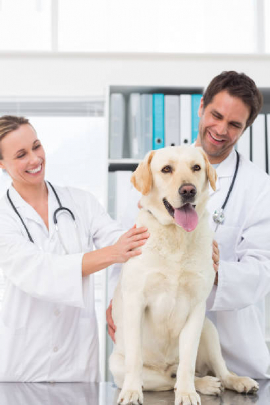 Neurologia para Cachorros Clínica Setor de Clubes Norte - Neurologia para Pet Asa Norte
