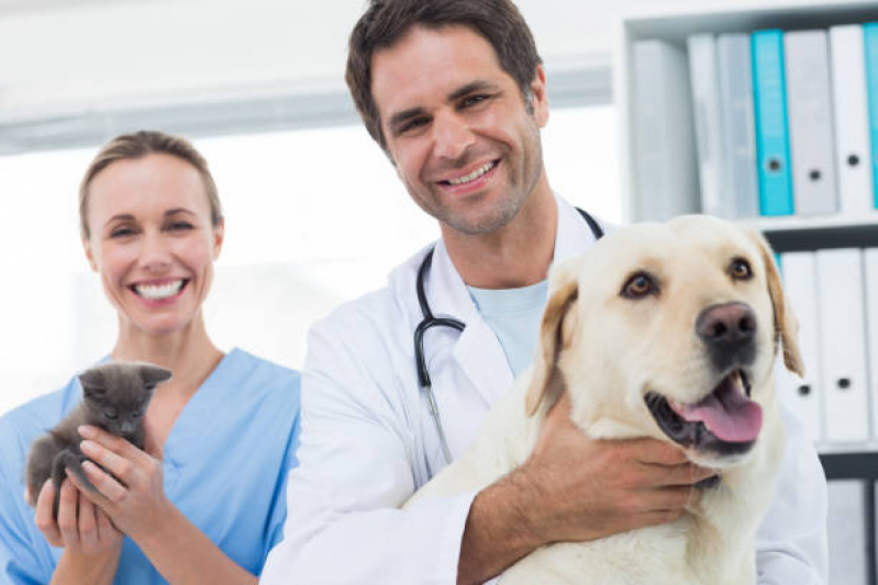 Neurologia para Cachorros Distrito Federal - Neurologia Cachorros