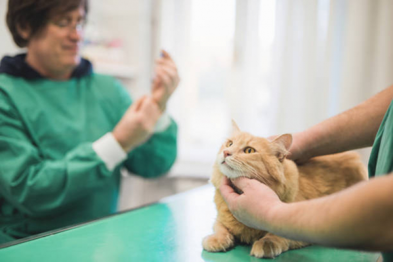 Neurologia para Cães Clínica Cruzeiro Novo - Neurologia Animal