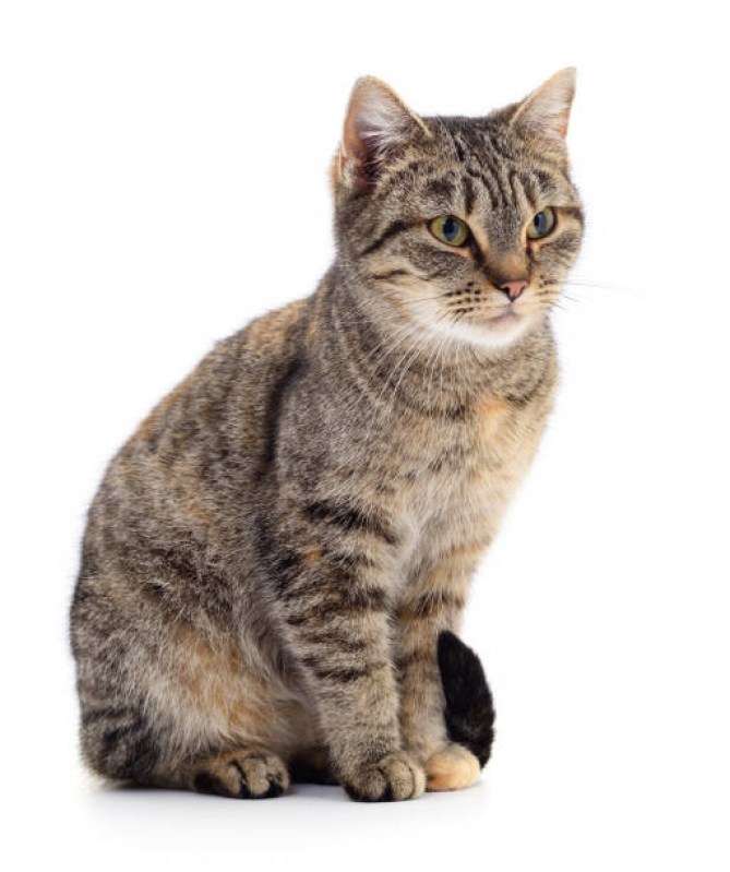 Neurologia para Gato Clínica ZR Zona Residencial - Neurologia Animal