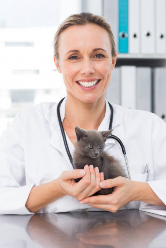 Neurologia para Gato Guará - Neurologia para Cachorros e Gatos