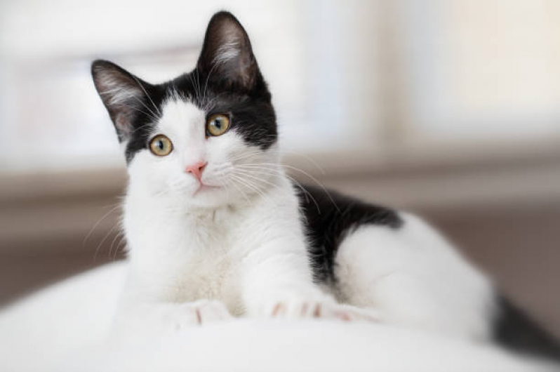 Neurologia para Gatos Agendar EPNB Estrada Parque Núcleo Bandeirante - Neurologia para Pet Brasília