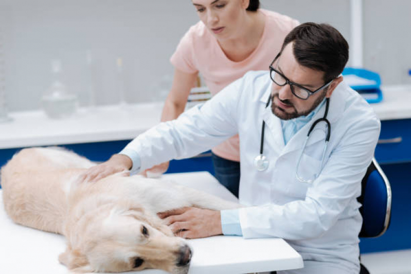 Neurologia para Pet Clínica Condomínio Santa Mônica - Neurologia para Cães