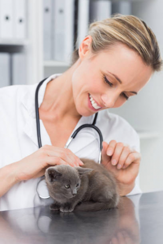 Neurologia para Pet Sul Águas Claras - Neurologia para Gatos