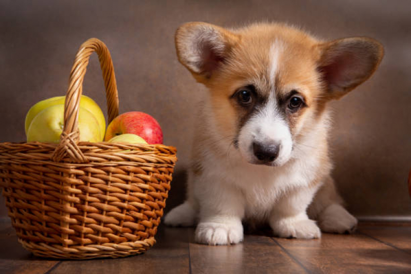 Nutrição Veterinária para Pequenos Animais Cruzeiro Novo - Nutrição Animal Veterinária Asa Norte