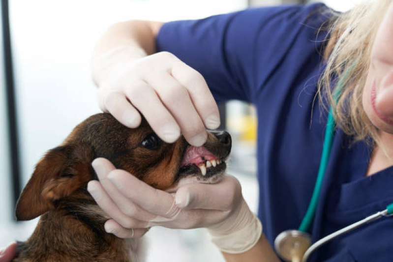 Odonto para Cachorro Marcar Eixo Rodoviário Sul - Odontologia para Cachorro Asa Norte