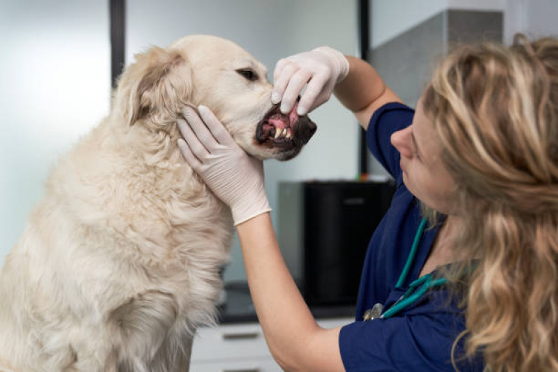 Odonto para Cachorro ZfN Zona Industrial - Odontologia Pet