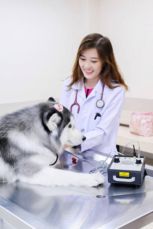 Odontologia para Cachorro Marcar Eixo Rodoviário Sul - Odontologia Pet