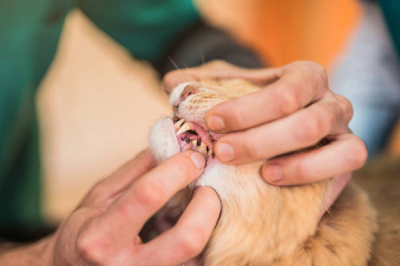 Odontologia para Cães Cruzeiro - Odontologia para Cachorro