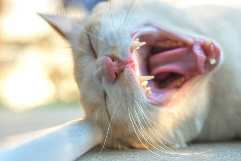 Odontologia para Gato Marcar Condomínio Santa Mônica - Dentista para Cães