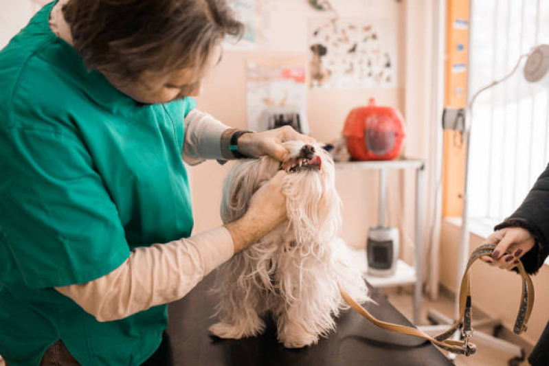 Odontologia para Gato AVENIDA W3 - Dentista para Pet