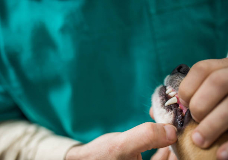 Odontologia para Gatos Marcar Lado Norte - Dentista para Pet