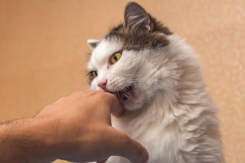 Odontologia para Gatos Condomínio Lago Sul - Odontologia para Cachorro Brasília