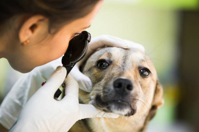 Oftalmo Veterinário Clínica SIA - Oftalmologista para Cães