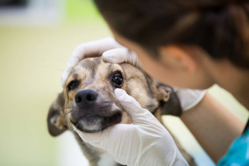 Oftalmologia Especializado em Cães Clínica Distrito Federal - Oftalmologista Canino