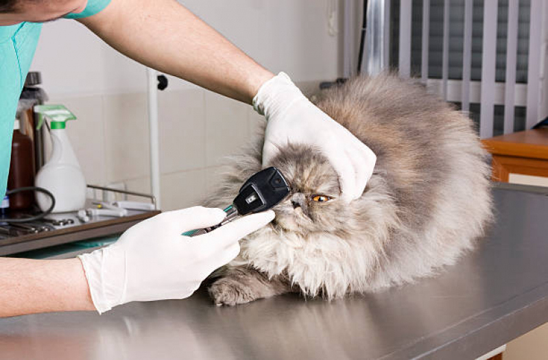 Oftalmologista Especializado em Gatos Asa Norte - Oftalmologista para Animais de Estimação