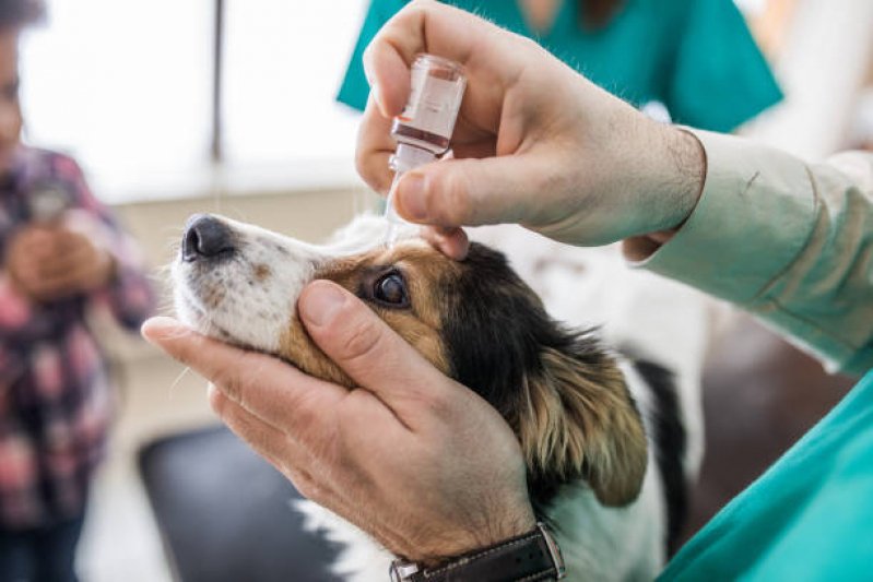Oftalmologista para Animais Agendar Sol Nascente - Oftalmologia Especializado em Cães