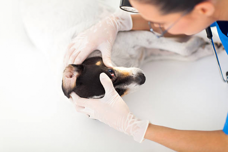 Oftalmologista para Animais Clínica Sudoeste - Oftalmologia Especializado em Cães