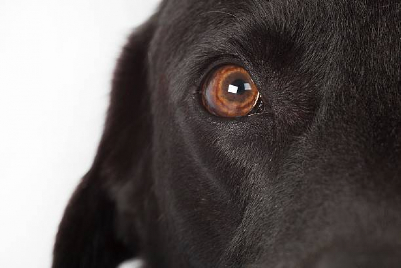 Oftalmologista para Cães Condomínio Santa Mônica - Oftalmologista para Animais de Estimação