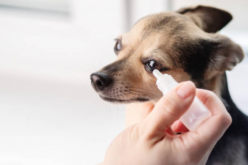 Oftalmologista Pet SIG Setor de Indústrias Gráficas - Oftalmologia Especializado em Cães