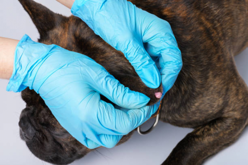 Oncologia Animal Agendar PARQUE TECNOLOGICO DE BRASILIA GRANJA DO TORT - Oncologia em Cães