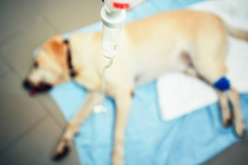 Oncologia Animal SETOR DE CLUBES NORTE - Oncologia para Cachorro Brasília
