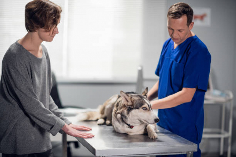 Oncologia Cães de Grande Porte Agendar Park Sul - Oncologia para Cachorro