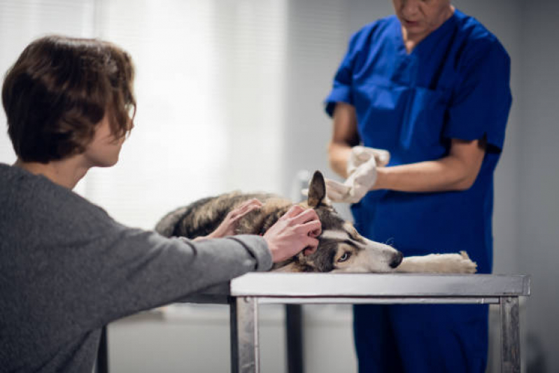 Oncologia Cães de Grande Porte Setor de Clubes Sul - Oncologia para Animais de Pequeno Porte