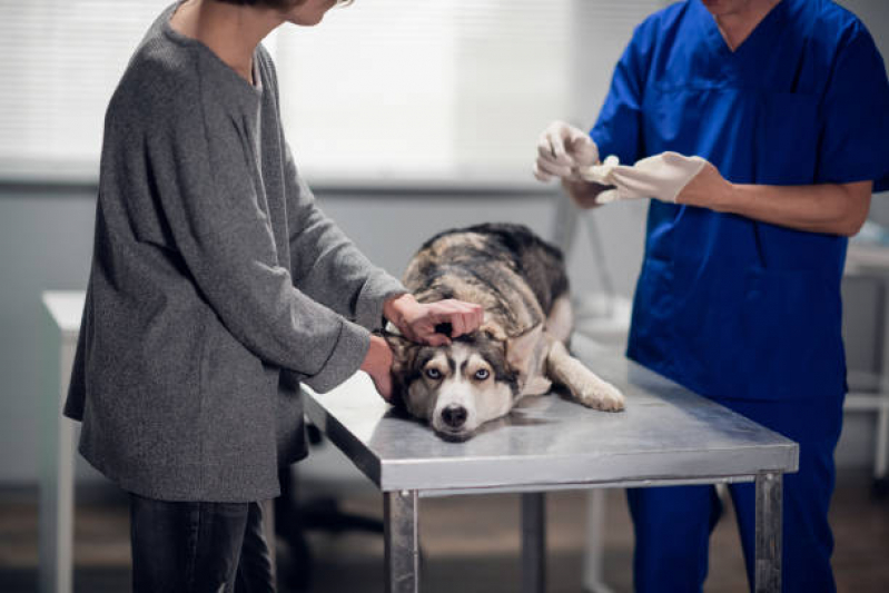 Oncologia de Animais Condomínio Quintas da Alvorada - Oncologia para Cachorro de Pequeno Porte