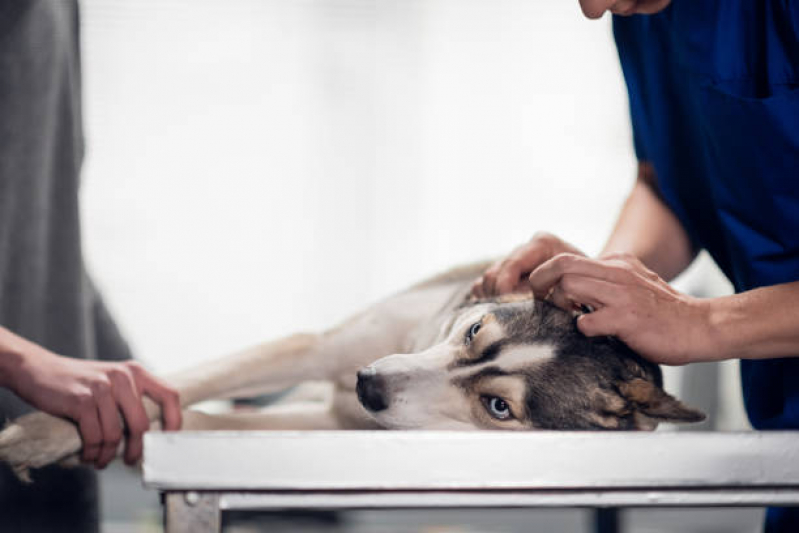 Oncologia para Animais de Pequeno Porte Distrito Federal - Oncologia para Cachorros