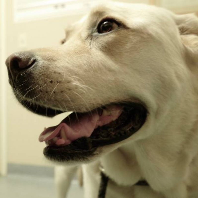 Oncologia para Animais SHTS Setor Hoteleiro Sul - Oncologia para Cães